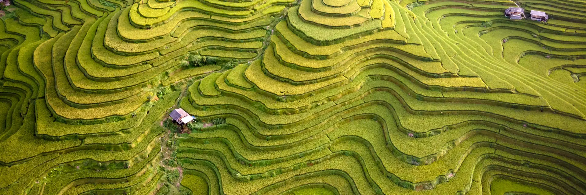 Aerial view of curving rice terraces whose lines resemble a chart