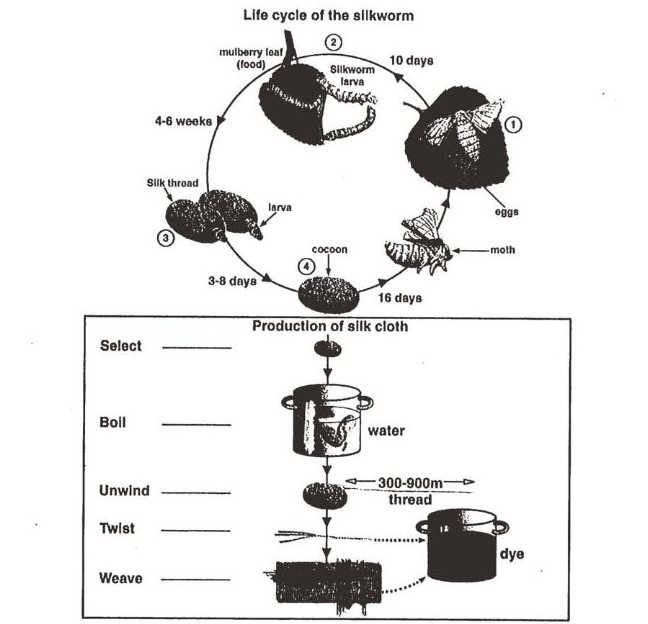 Cambridge IELTS 6 Academic Writing Test 3 Task 1 图表题图片