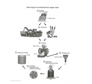 Process diagram for an IELTS Academic Task 1 question about Sugar Production from Sugar Cane.