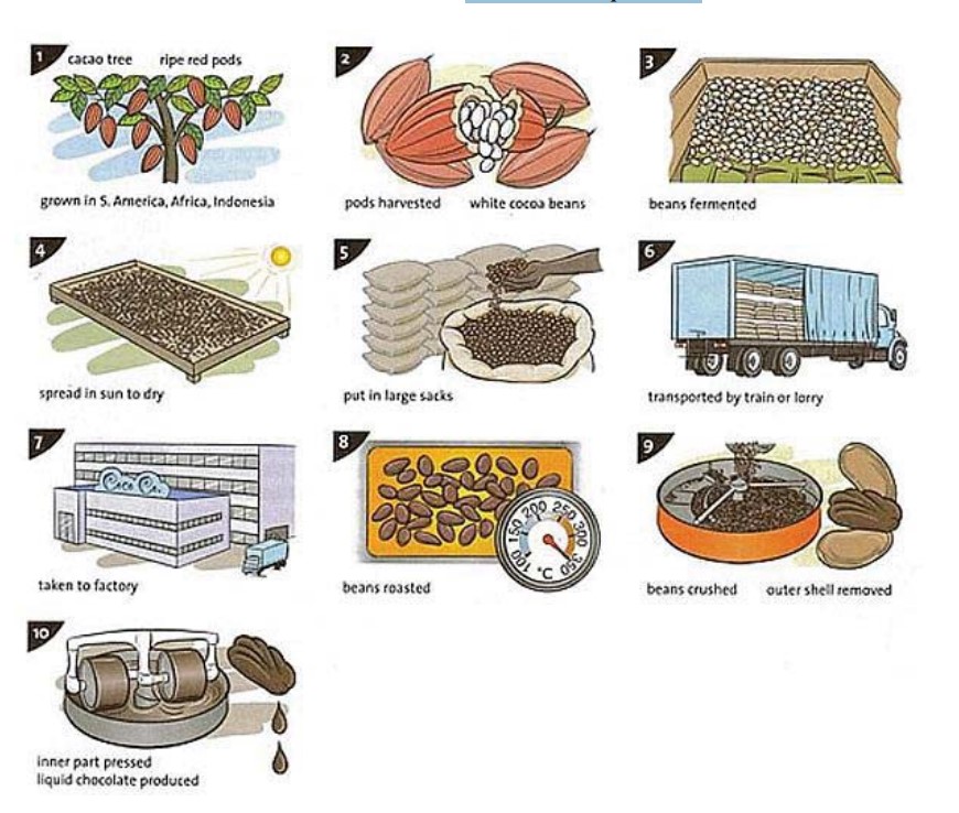 Process diagram for an IELTS Academic Task 1 question about Chocolate Production from Cacao Beans.