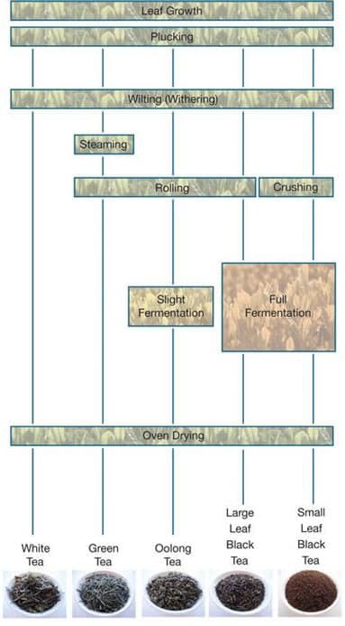 Process diagram for an IELTS Academic Task 1 question about Five Types of Tea Production.