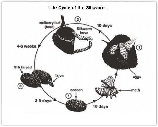 Process diagram for an IELTS Academic Task 1 question about Silkworm Life Cycle and Silk Production.