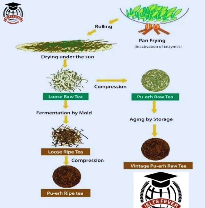 Process diagram for an IELTS Academic Task 1 question about Pu-erh Raw and Ripe Tea.