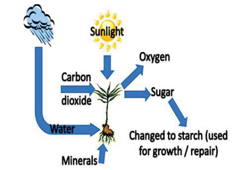 Process diagram for an IELTS Academic Task 1 question about How Plants Produce Food.