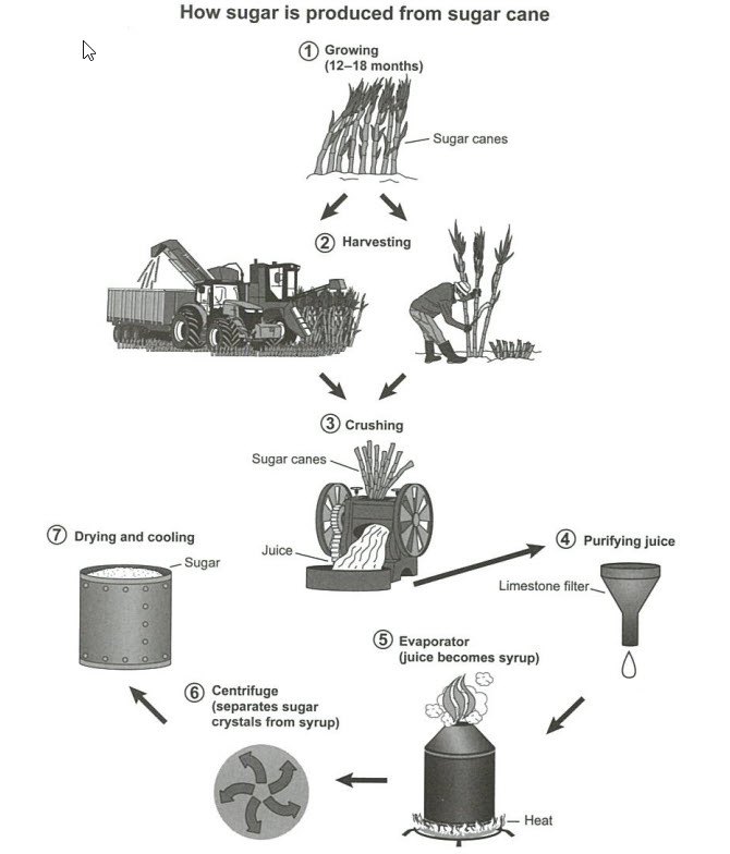 Process diagram for an IELTS Academic Task 1 question about Sugar Production from Sugar Cane.